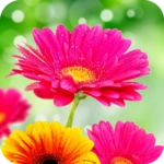 flower wallpapers 4k android application logo